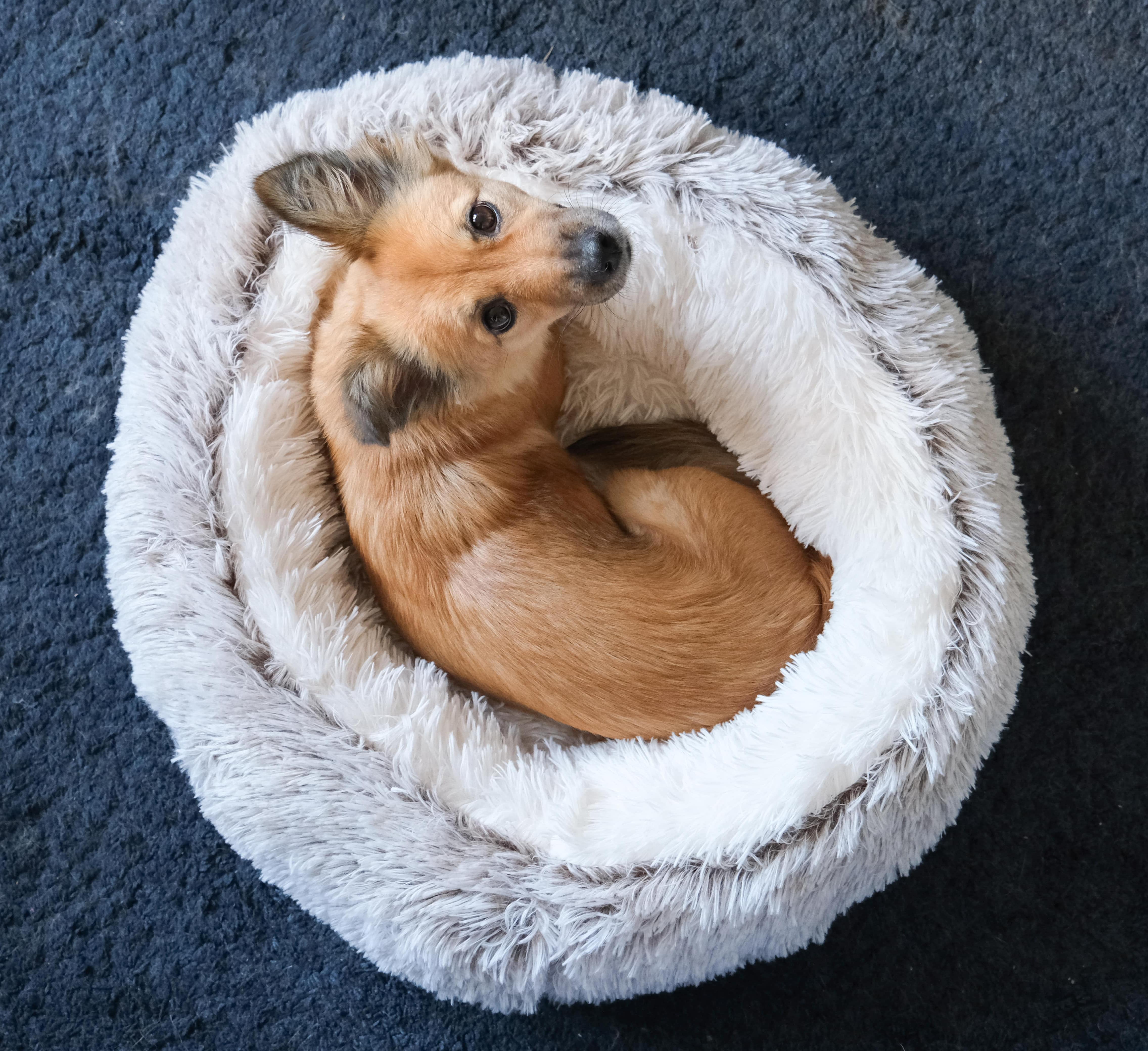 Winter Grey Pawfect Calming Donut Bed Pawfect Napper