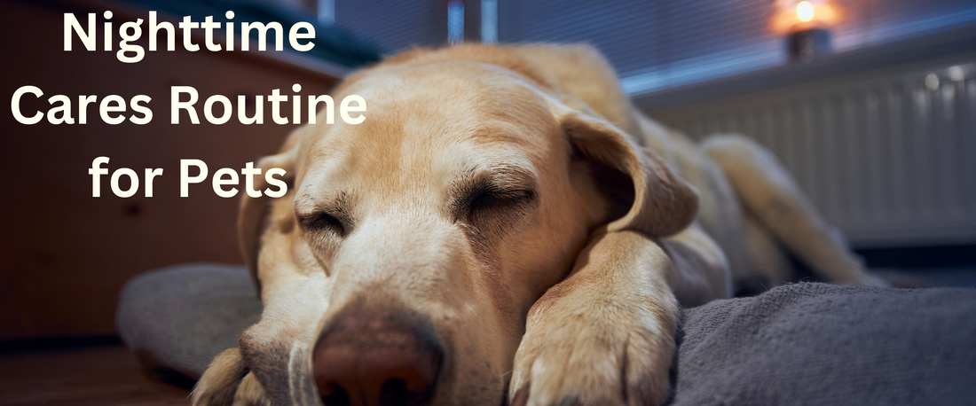 Nighttime Cares Routine for Pets