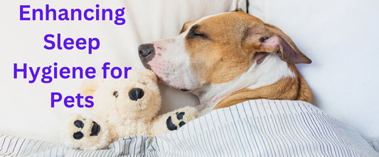 Enhancing Sleep Hygiene for Pets