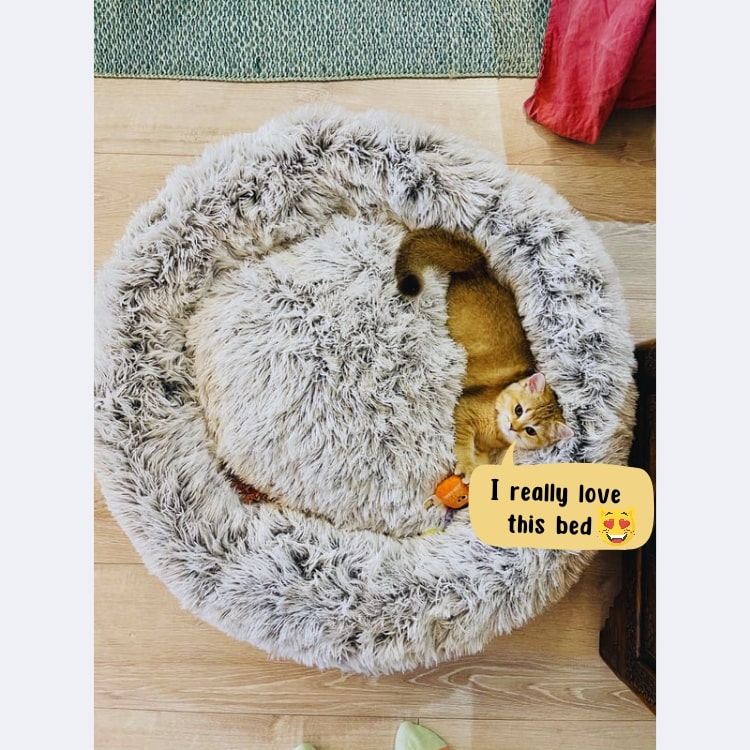 Cat in cat Calming Bed - Plush and Soothing for Anxious Pets