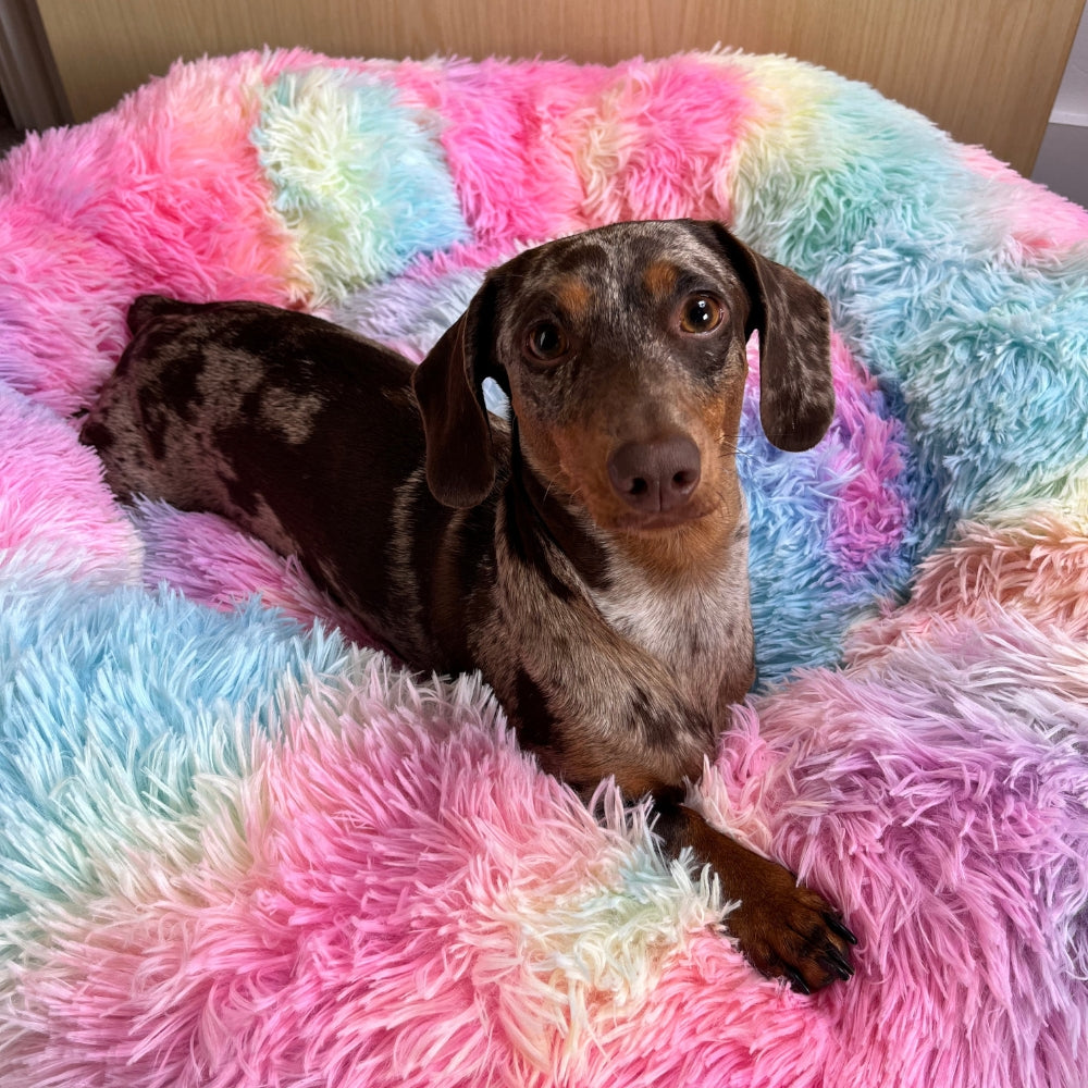 Rainbow Pawfect Calming Donut Bed